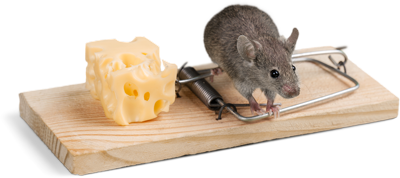 Elimination de souris avec piege Piege à souris