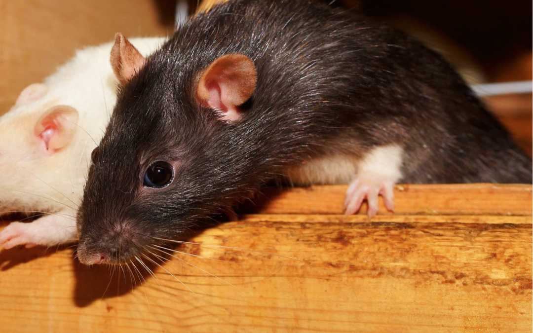 Les avantages des tests de fumée pour la détection des rats