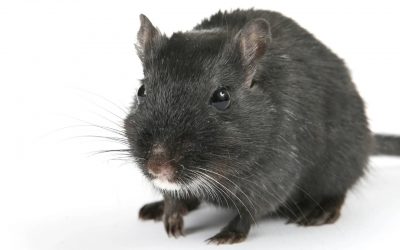 Extermination de rats : d’où viennent-ils?