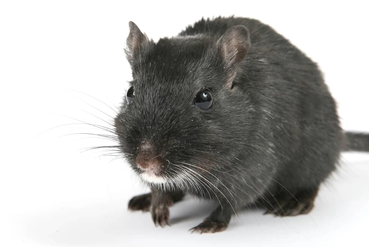 rat-1