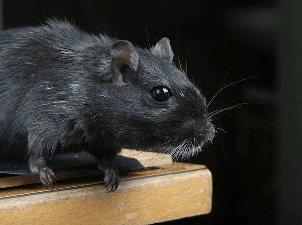 Test de fumée & extermination de rats, comment se débarrasser des rats?