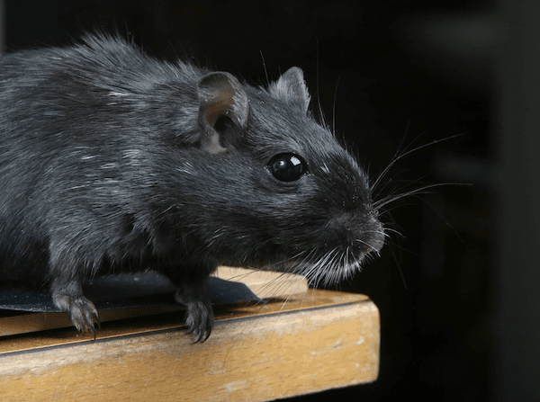 comment-se-debarrasser-rats