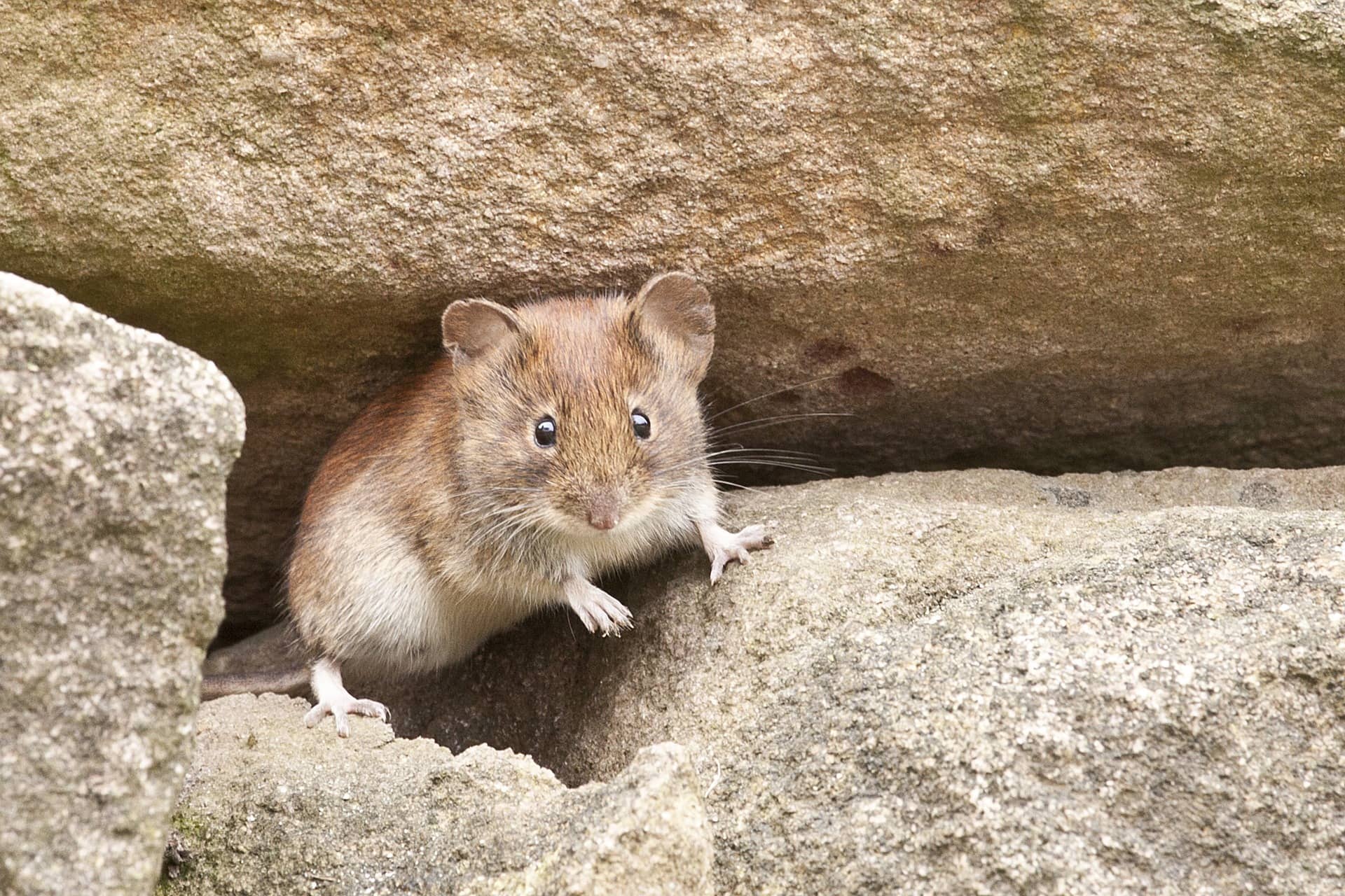 d-ou-viennent-les-souris