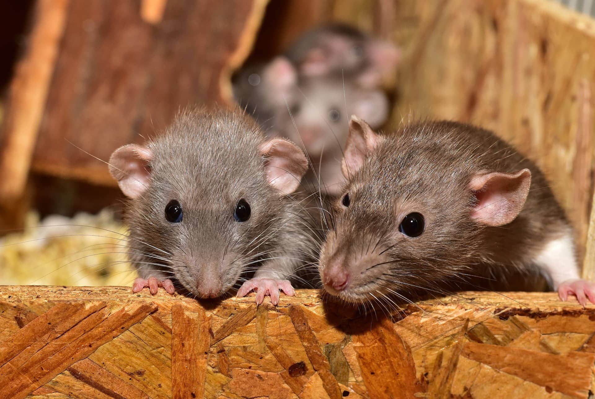 exterminateur-de-souris