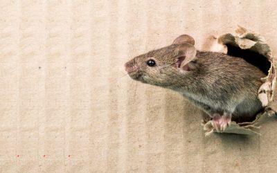 Tout savoir sur l’infestation de souris