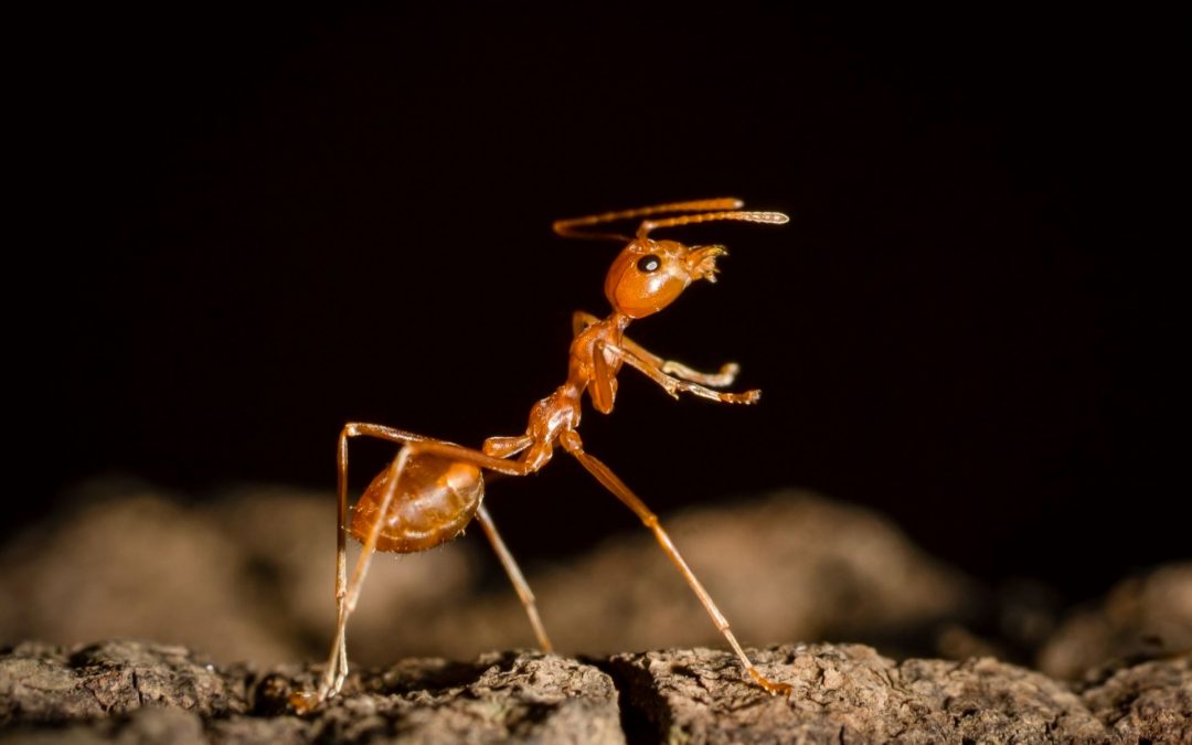 Tout savoir sur la fourmi pharaon