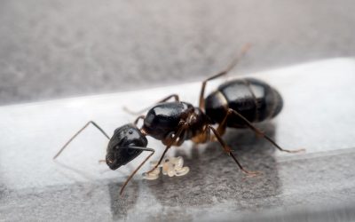 Quel traitement contre les fourmis charpentières?
